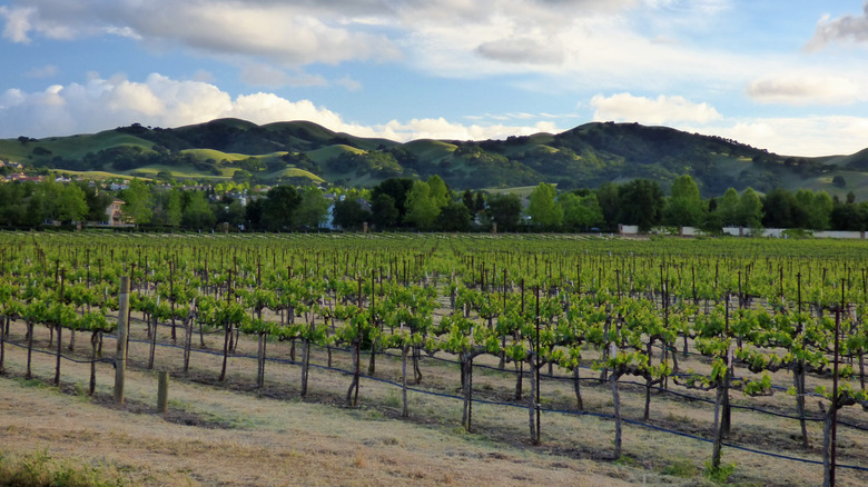 Discover California's Hidden Coastal Mountain Wine Region: Pristine Bay Area Views and Rich Chardonnays