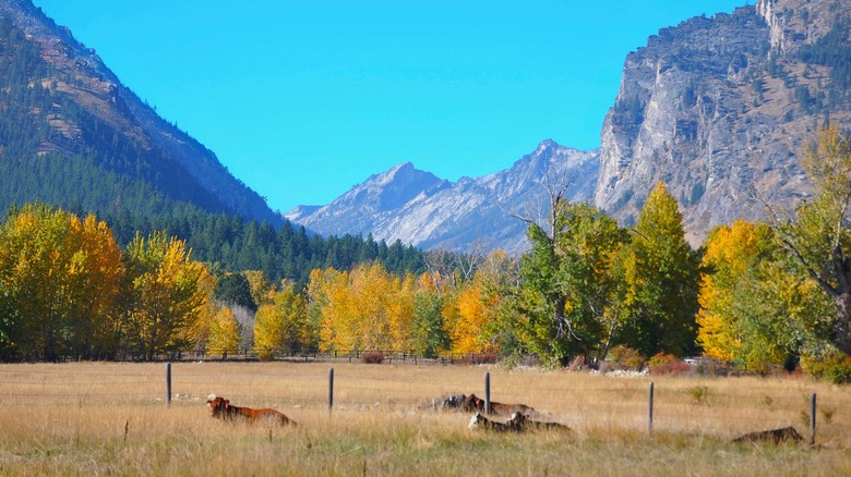 Explore the Untamed and Serene Mountainous Region of Montana for Rugged Outdoor Adventures