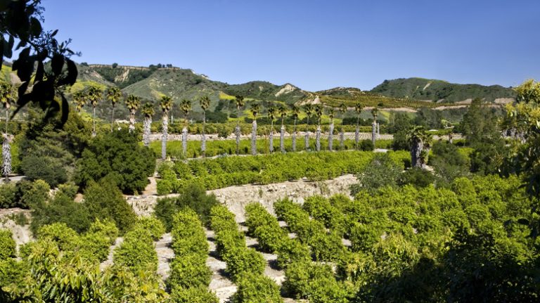 The 'Citrus Capital of the World': Southern California's Hidden Gem of Fruit Groves and Orchards