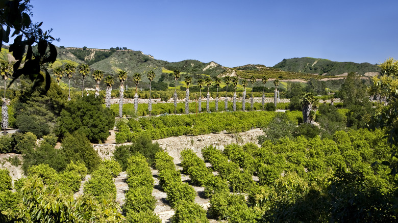 The 'Citrus Capital of the World': Southern California's Hidden Gem of Fruit Groves and Orchards