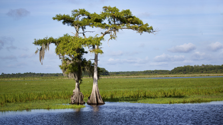 Discover Florida's Hidden Conservation Area for Wildlife Spotting Near Bustling Jacksonville