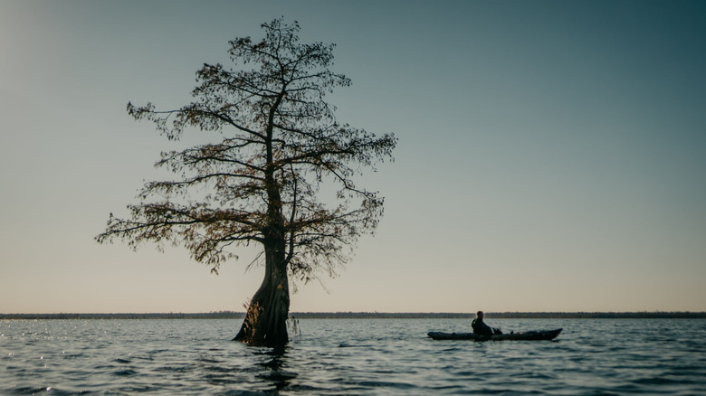 North Carolina's Swampy State Park Offers a Perfect Mix of Scenic Hikes and Relaxing Paddles