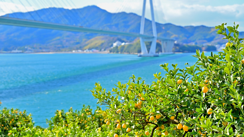Japan's Largest Lemon Production Takes Place on a Citrusy Island Paradise with Mediterranean Charm