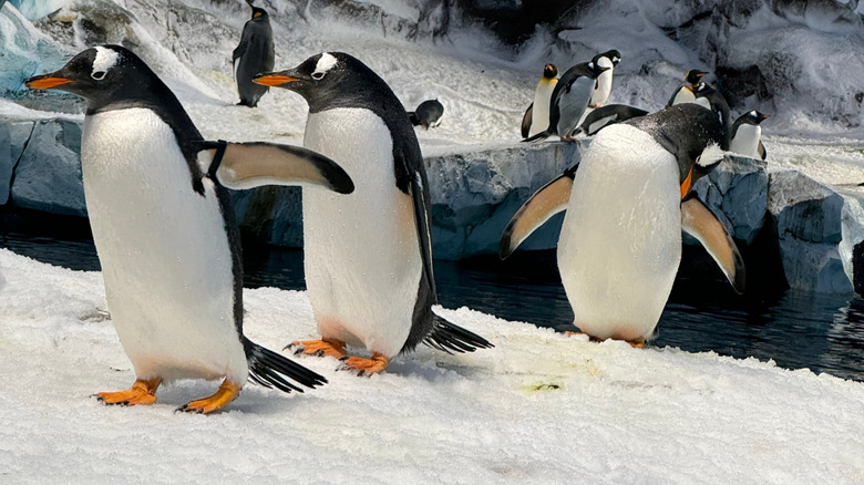 Experience Unique Thrills and Rare Animals at the World's Largest Indoor Marine Park