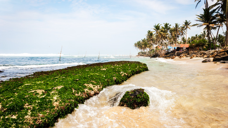 Sri Lanka's Newest Surfing Hotspot: A South Coast Gem with Ideal Reef Breaks and Trendy Dining Options