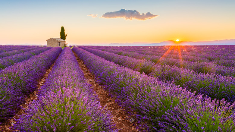 France's Most Naturally Stunning Region Is Renowned for Its Endless Lavender Fields and Unrivaled Truffles