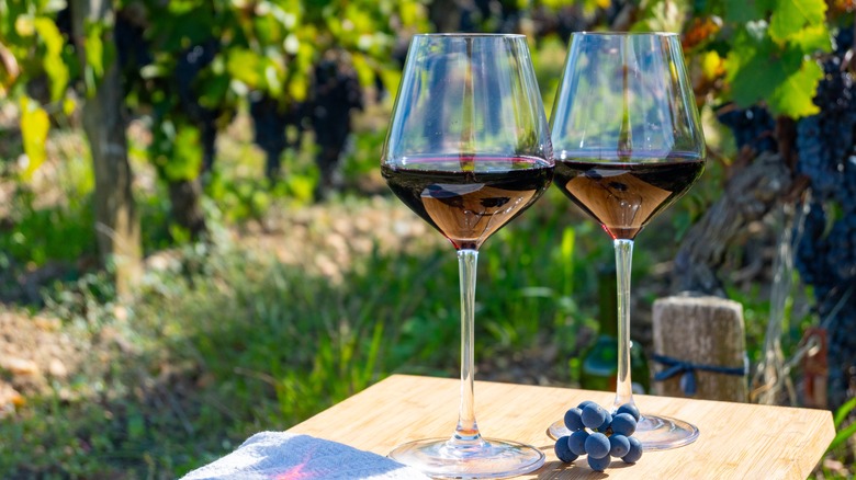Discover Bordeaux's Hidden Gem: An Ancient Vineyard Offering Exquisite Wine Tastings