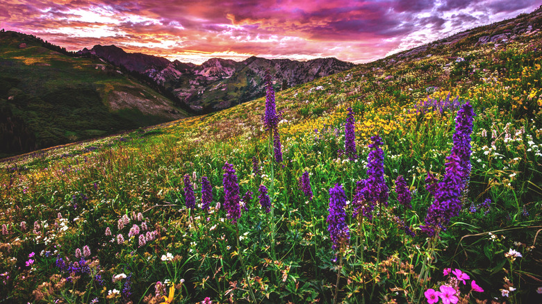 This Alpine Utah Retreat Offers Stunning Blooms for Ideal Hiking, Biking, and Camping Adventures