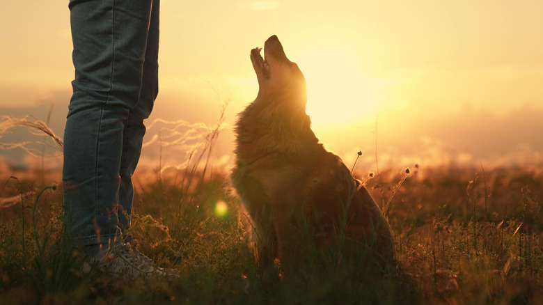 The Crucial Importance of Not Skipping Flea Medications When Camping with Your Dog in the Southwestern U.S.