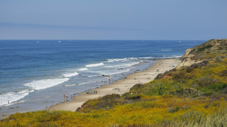Discover This Hidden Gem: A Stunning Marine Conservation Area in California with Abundant Wildlife and No Crowds