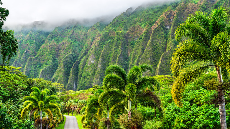 Discover a Hidden Oasis: Explore the Lush Hawaiian Bayfront Town with Coral Reefs, Secret Beaches, and Scenic Hikes