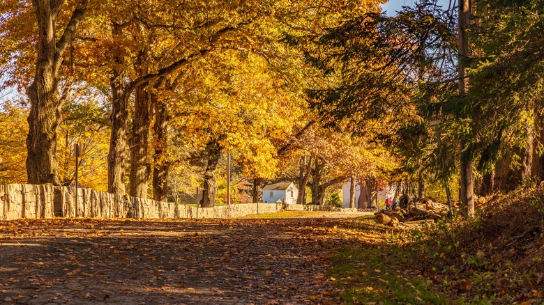 Just an Hour from Boston: Discover Massachusetts' Unique State Park with Stunning 19th-Century Gardens and Trails