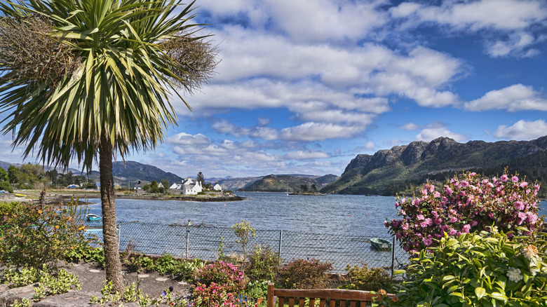 A Picturesque Village on Scotland's West Coast Boasts Palm Trees, Ocean Views, and Serene Charm