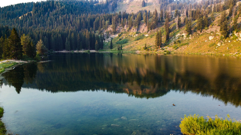 Nestled in Utah's Logan Canyon: A Vibrant Lake Surrounded by Spring Wildflowers and Prime Camping Spots