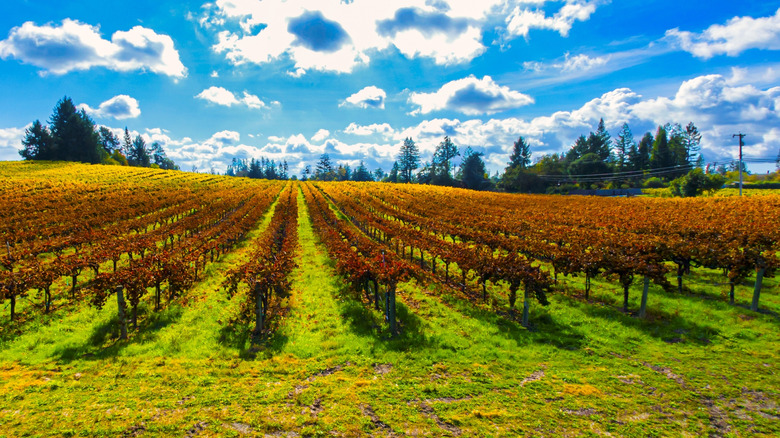 The Top-Rated California Winery in the Bay Area Offers Fun and Unique Trolley Tours