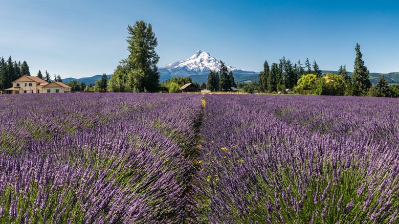 Explore Oregon's Wine Country on This Lavender Trail Leading to a Stunning Festival