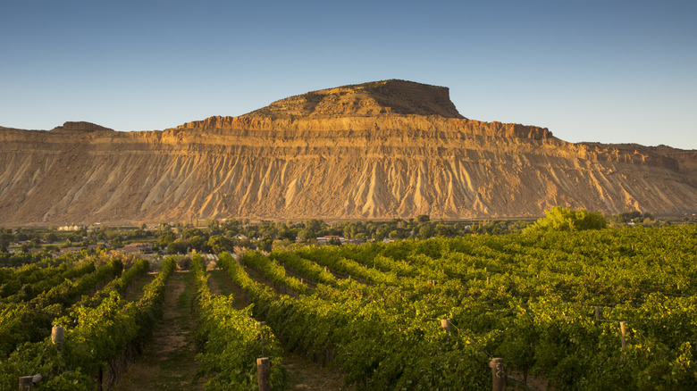 A Charming Town in Colorado's Grand Valley, Surrounded by Orchards, Wineries, and Vineyards