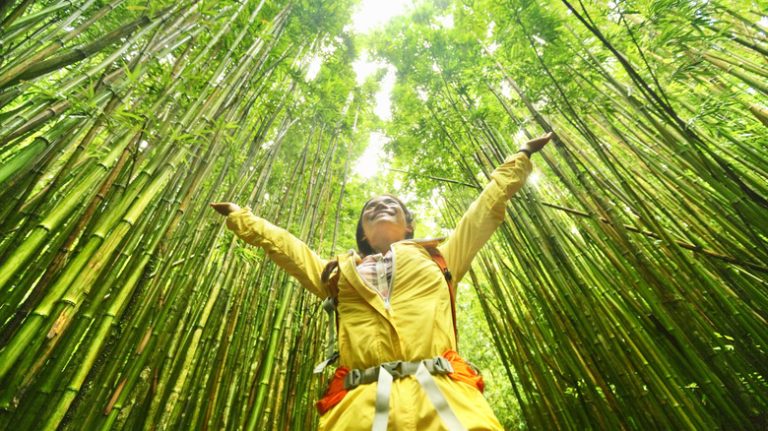 A Scenic Hawaiian Trail Winds Through a Majestic Bamboo Forest