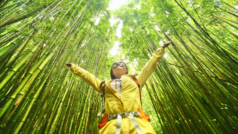 A Scenic Hawaiian Trail Winds Through a Majestic Bamboo Forest