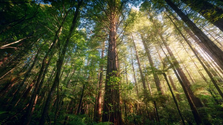 Discover a Magical Redwood Forest Park in New Zealand with Enchanting Trails, One of the Few Outside the USA