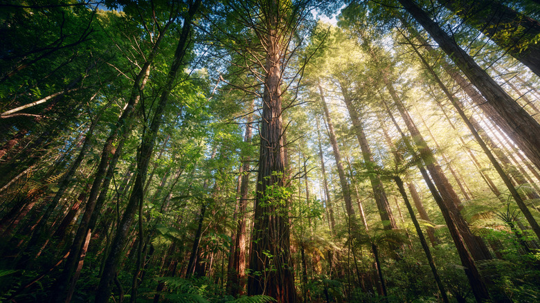 Discover a Magical Redwood Forest Park in New Zealand with Enchanting Trails, One of the Few Outside the USA