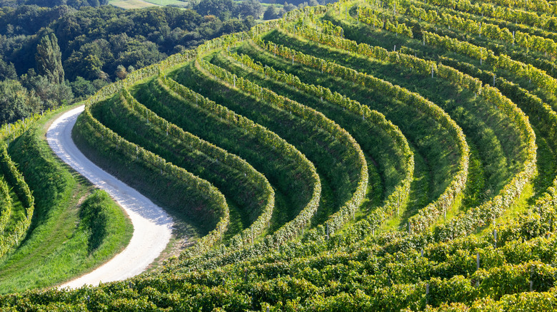 The Enchanting 'Garden of Croatia': A Hidden Gem with Vineyards and Fairytale Fortresses