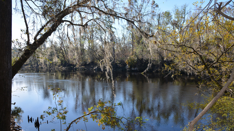 Suwannee River State Park in Florida: A Cultural Oasis for Folk Music, Camping, and Outdoor Adventure