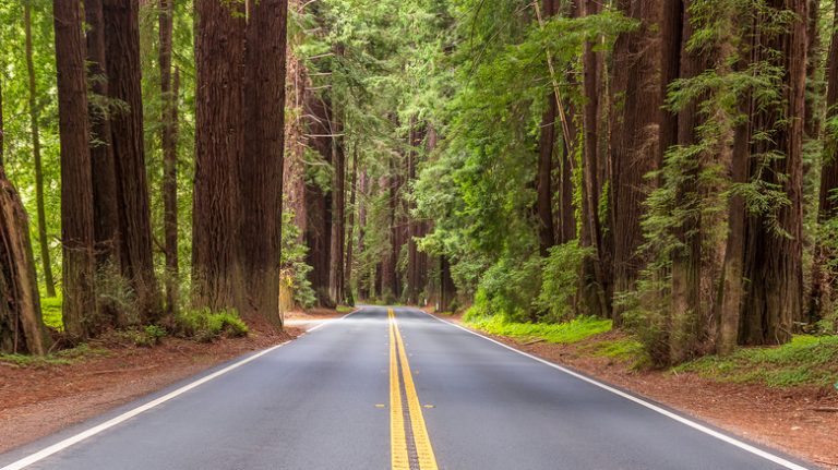 California's Picturesque State Park Provides Camping Among Redwoods Without Reservations