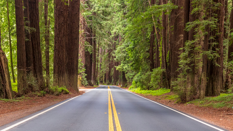 California's Picturesque State Park Provides Camping Among Redwoods Without Reservations