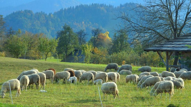 Slovenia's Most Enchanting Farm Restaurants Provide a Rustic, Traditional Experience Amidst Breathtaking Scenery