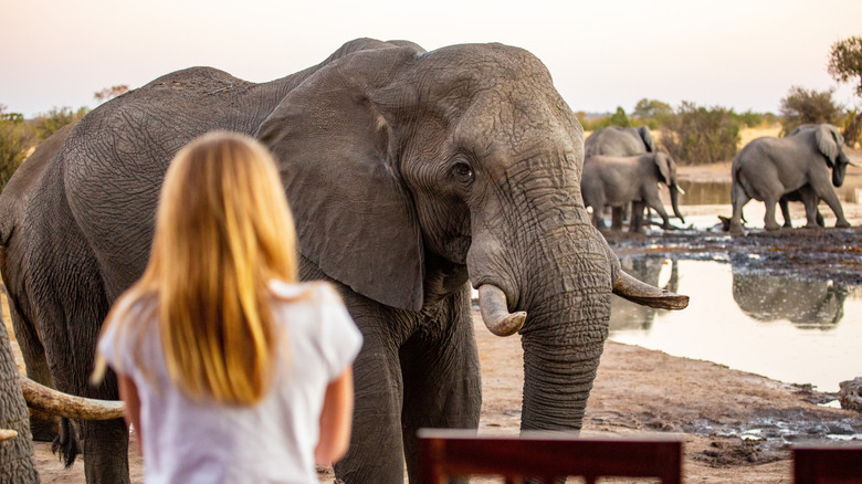 A Massive Nature Park Across Five Countries Boasts Lions, Elephants, and Africa's Most Stunning Waterfall