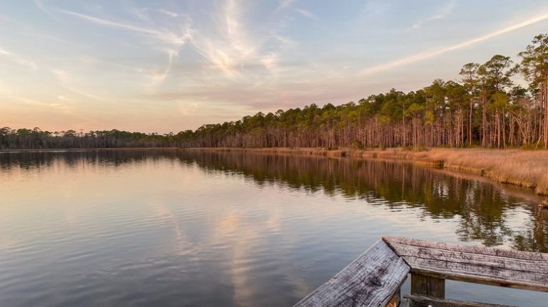 Florida's Hidden Gem: A Serene Bayou with Rare Carnivorous Plants
