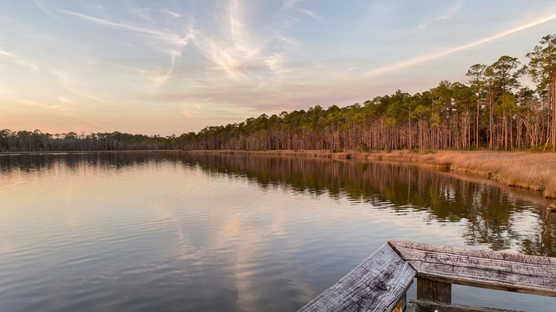 Florida's Hidden Gem: A Serene Bayou with Rare Carnivorous Plants