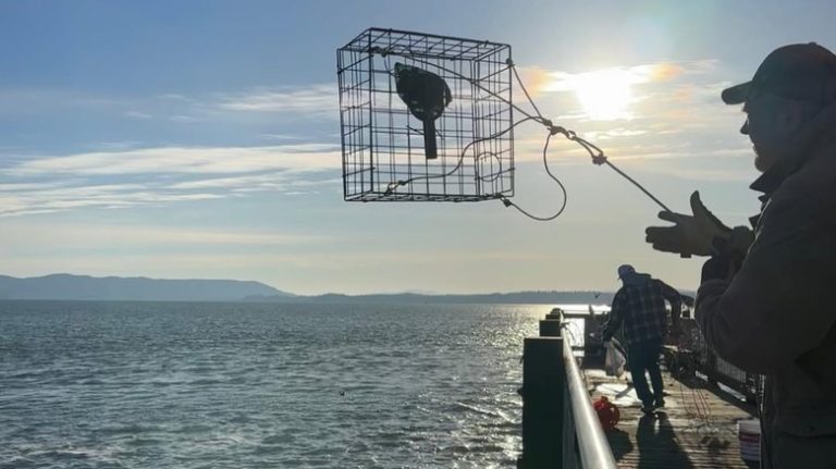 Tucked Away on Washington's Evergreen Coast: A Tranquil Haven with Small-Town Charm and Delicious Seafood