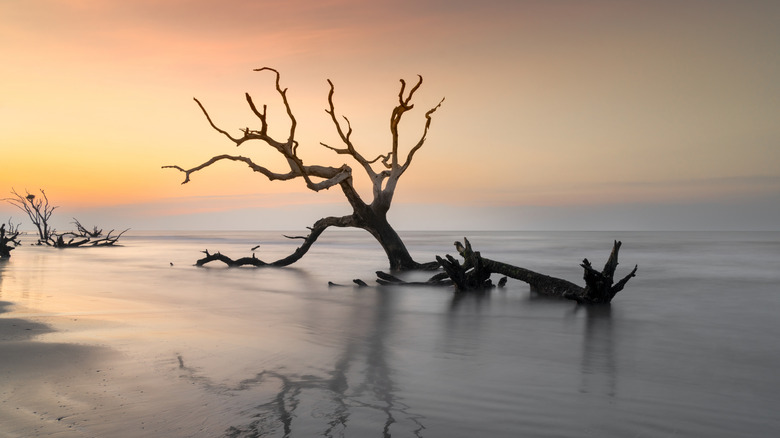 Tucked Away on South Carolina's Coast: A Secluded Nature Town with Pristine Beaches and Tranquil Marshes