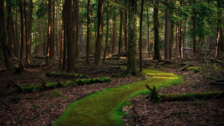 The Most Enchanting Trail in Pennsylvania: A Short, Forested Path with Unique Mossy Beauty