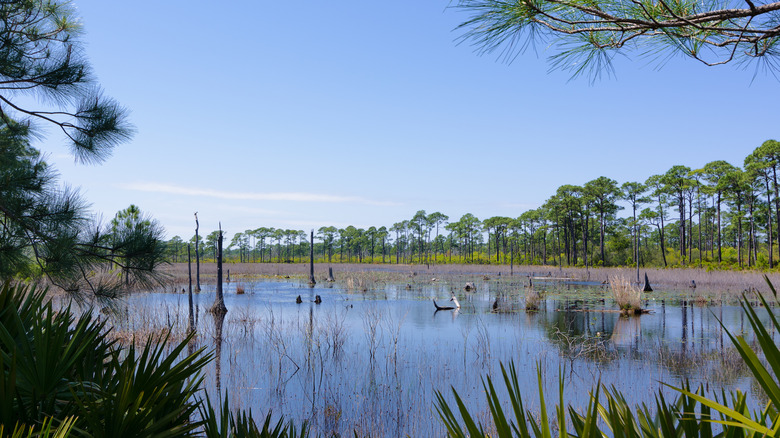 Alabama's Hidden Waterfront Gem Offers Fresh Oysters and Gulf Coast Charm