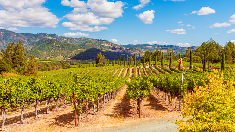 Explore Northern California's Famous Wine Regions in a Day with This Vintage Wine Tour