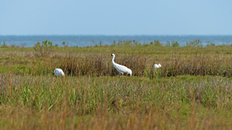 Explore This Serene Texas Wildlife Refuge: A Nature Lover's Paradise with Abundant Birdlife and Scenic Trails