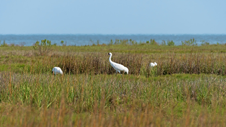 Explore This Serene Texas Wildlife Refuge: A Nature Lover's Paradise with Abundant Birdlife and Scenic Trails