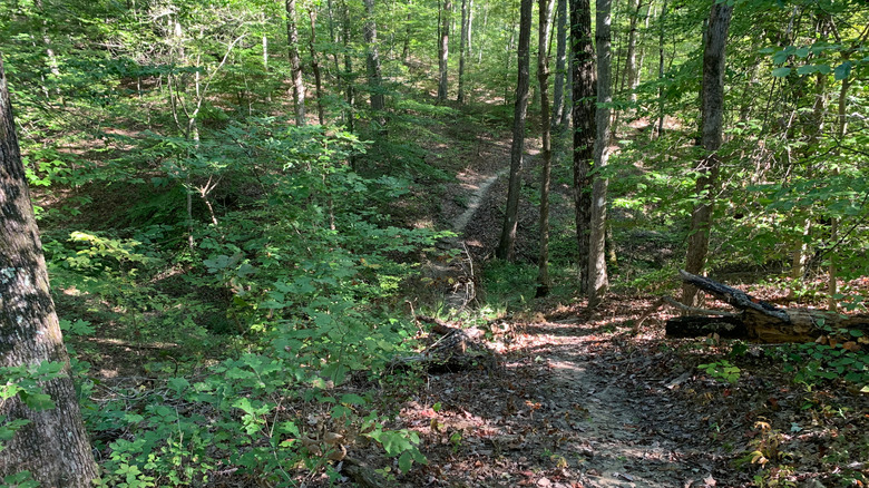 Indiana's Oldest State Forest Reveals Hidden Groves, Remote Ridges, and the State's Longest Trail