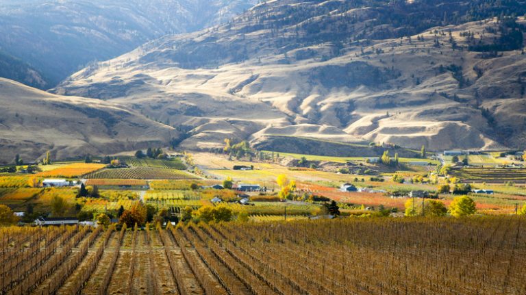 The Wine Capital of Canada: A Sunny Paradise Combining Lakeside Charm with Award-Winning Wineries