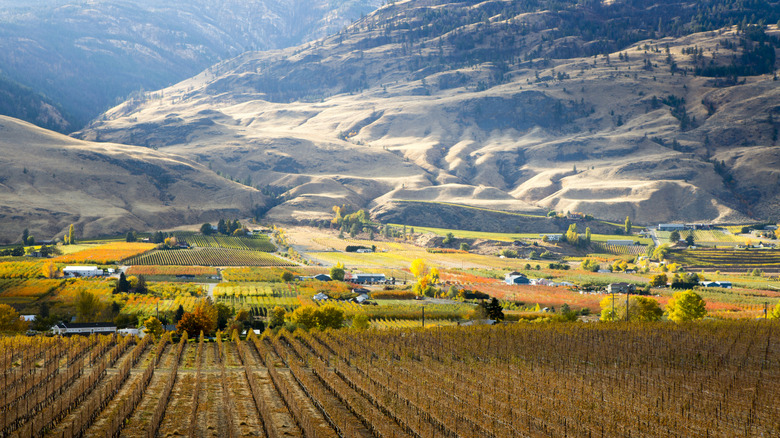 The Wine Capital of Canada: A Sunny Paradise Combining Lakeside Charm with Award-Winning Wineries