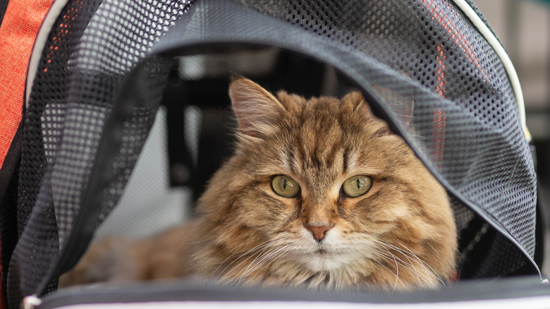 Is Using a Cat Backpack for Travel Cruel? Insights from a Professional Cat Trainer