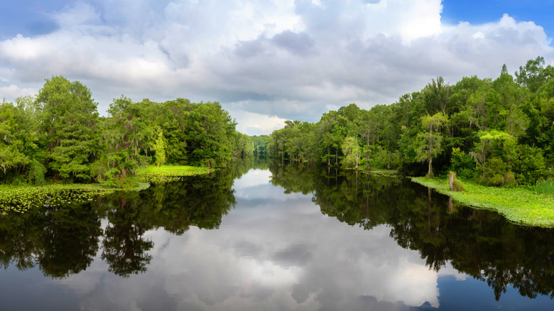 Discover a Massive Florida Forest with Unique Ecosystems: A Hidden Gem You Must Visit