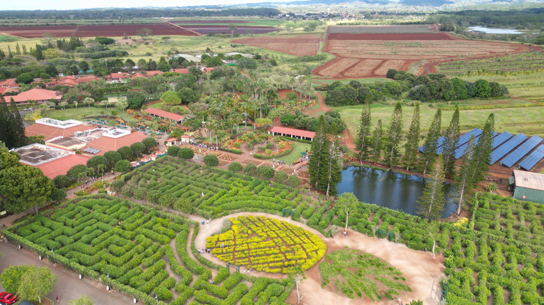 Hawaii's Famous Dole Plantation: A Tourist Trap to Skip While Visiting Oahu