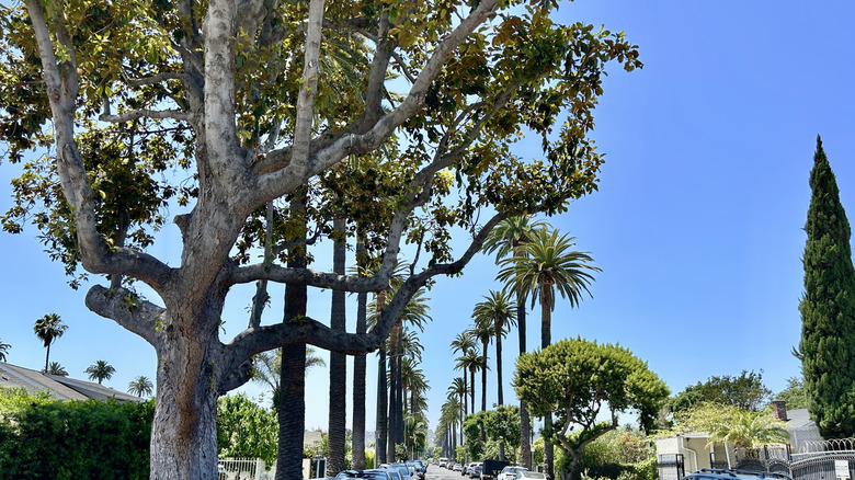 LA's Hidden Gem of Old-World Glamour Nestled Quietly Between Downtown and the West Side
