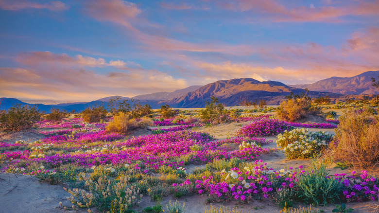 California's Largest State Park: A Hiker's Paradise with Stunning Flowers and Desert Views