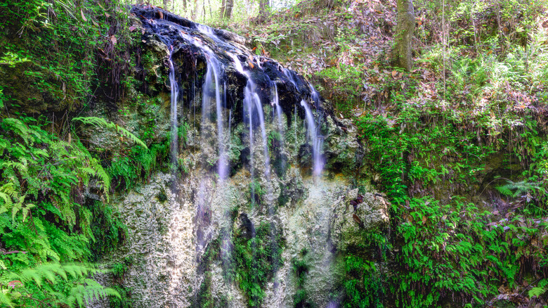 Explore Florida's Hidden Gems: A Road Trip Through Underrated Wines and Waterfalls