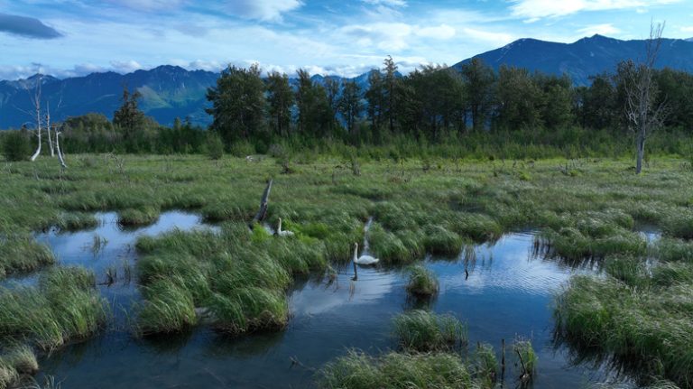 Alaska's Largest Lake: A Mythical Wilderness Offering Premier Fishing and Abundant Wildlife